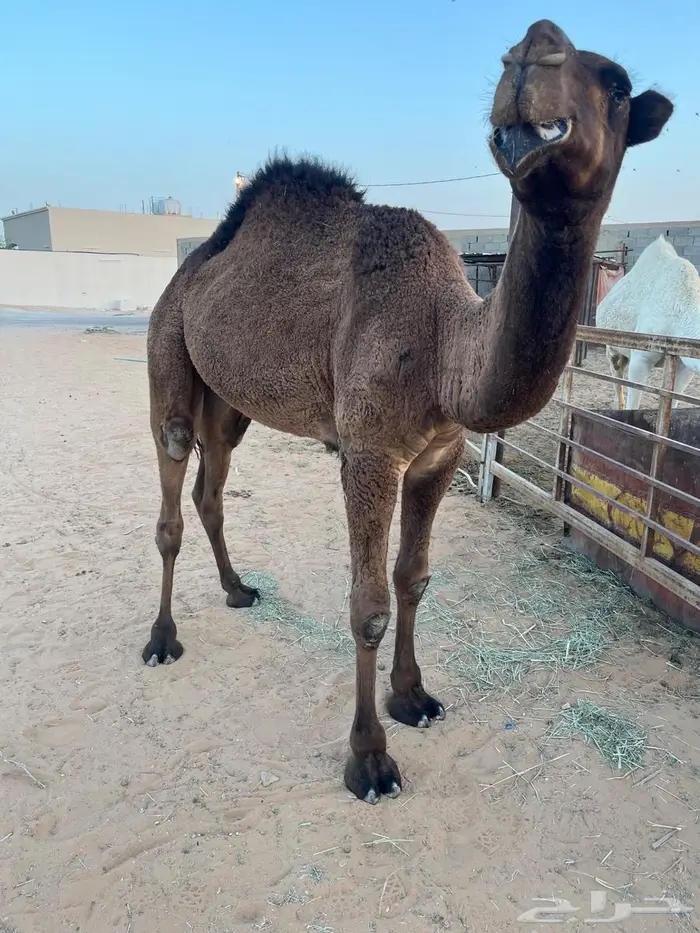 حاشي للبيع 3