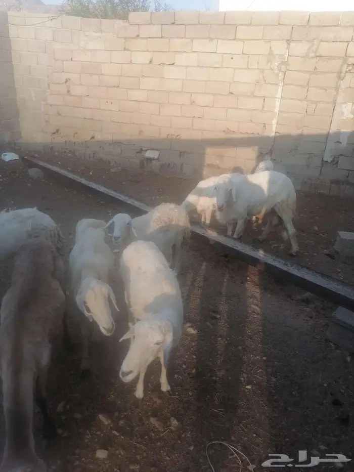 عراض لكم 9ضان وخروف 1