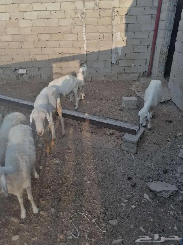 عراض لكم 9ضان وخروف 0