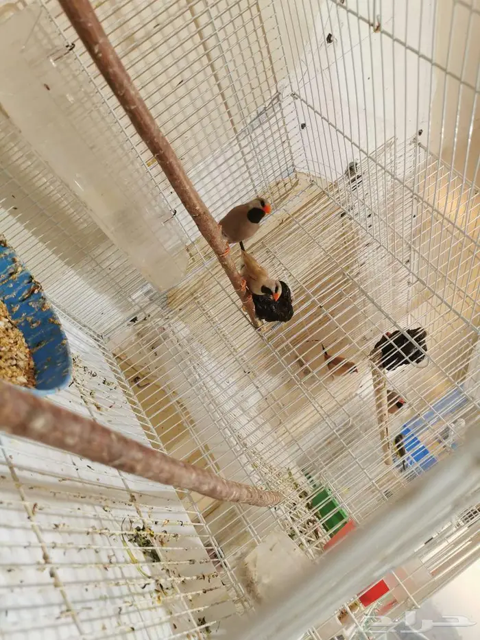 للبيع عصافير الاحساء المحدود 0