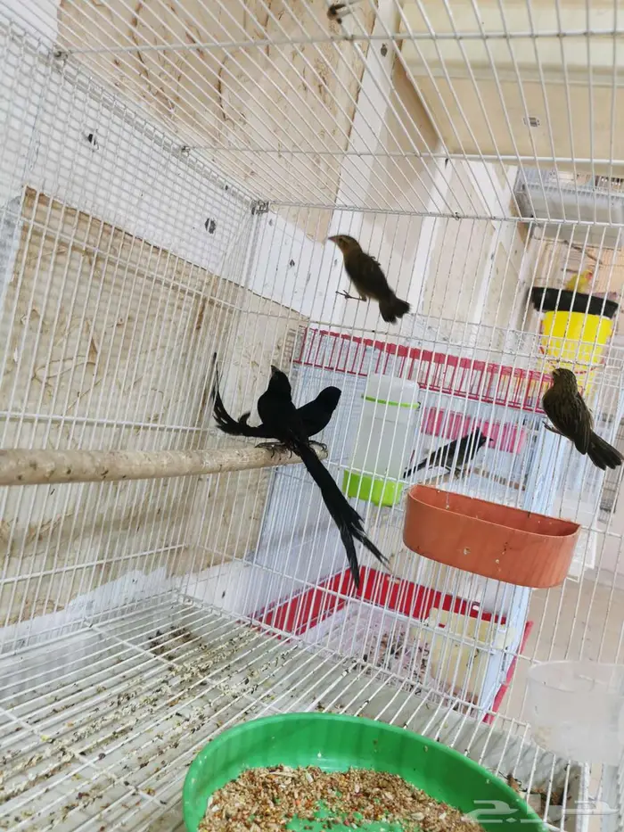 للبيع عصافير الاحساء المحدود 2