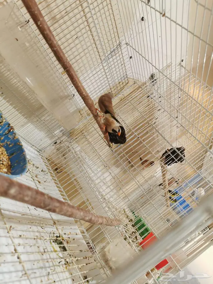 للبيع عصافير الاحساء المحدود 1