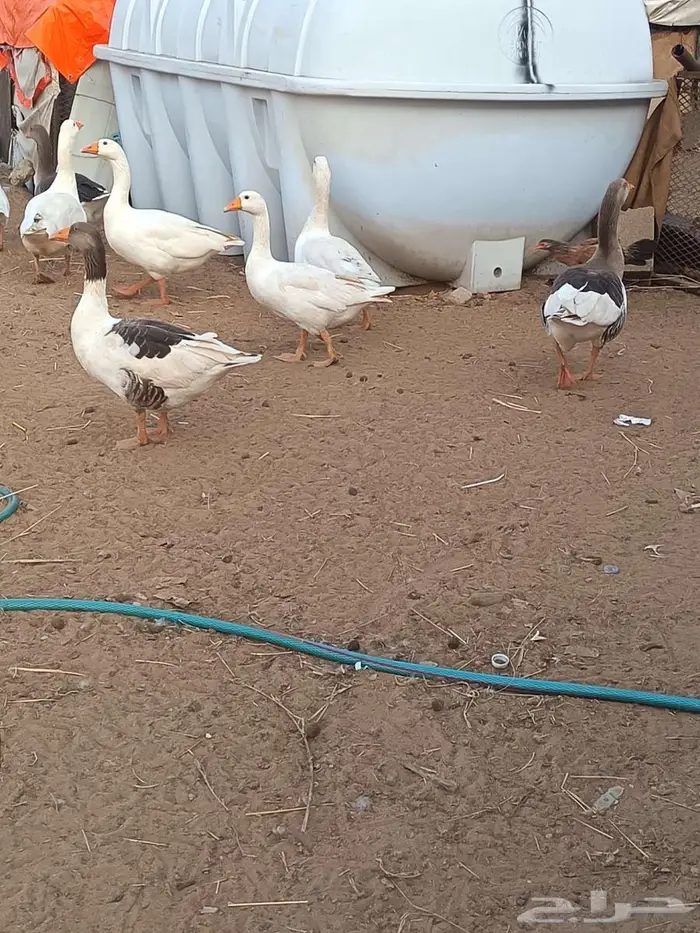 وز للبيع 0