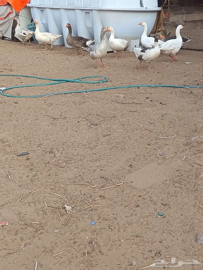 وز للبيع 1