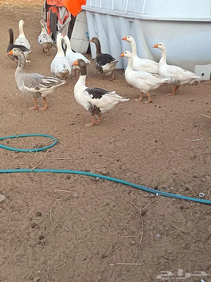وز للبيع 3
