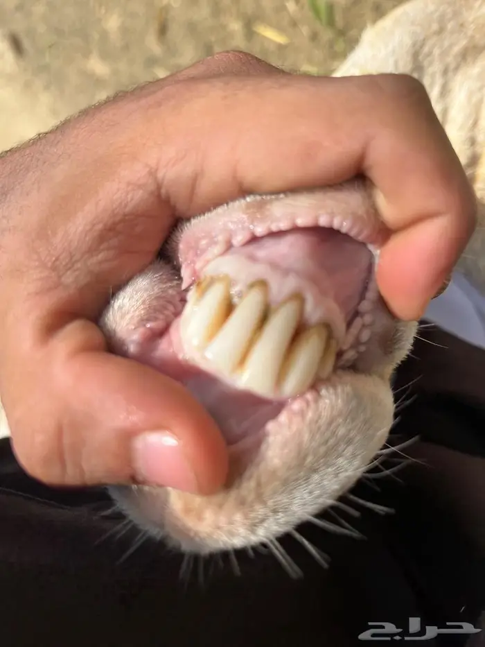 نعجه 4
