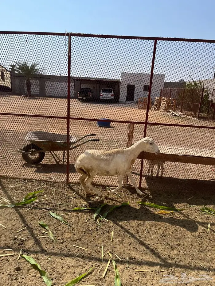 نعجه 2