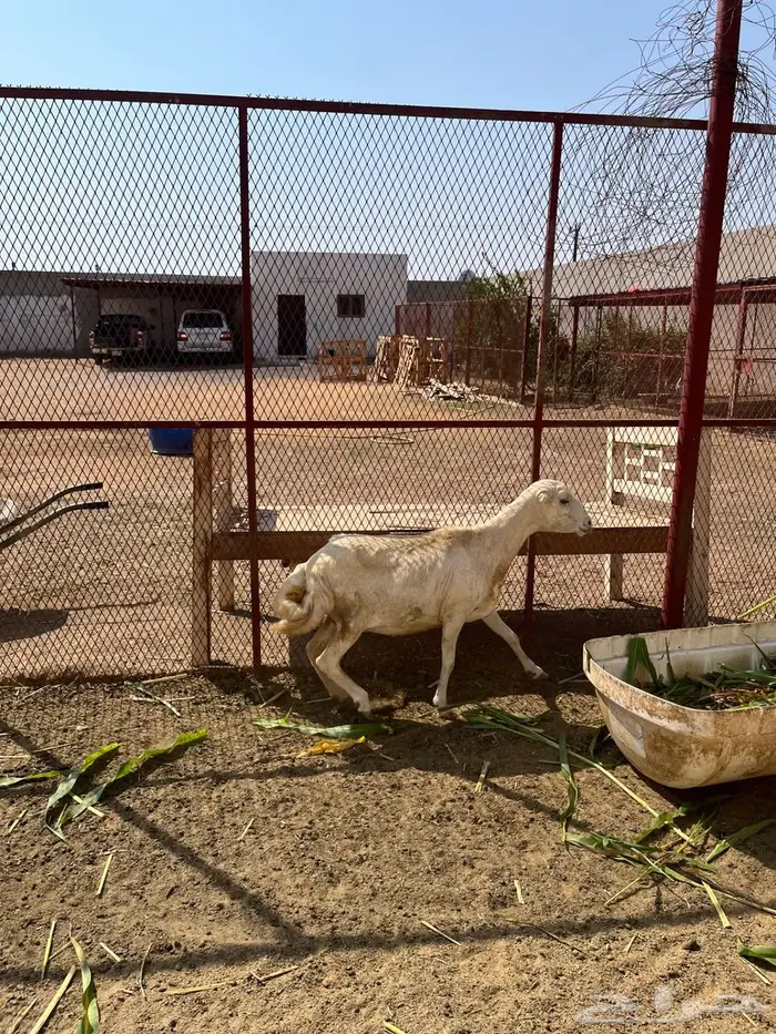 نعجه 3
