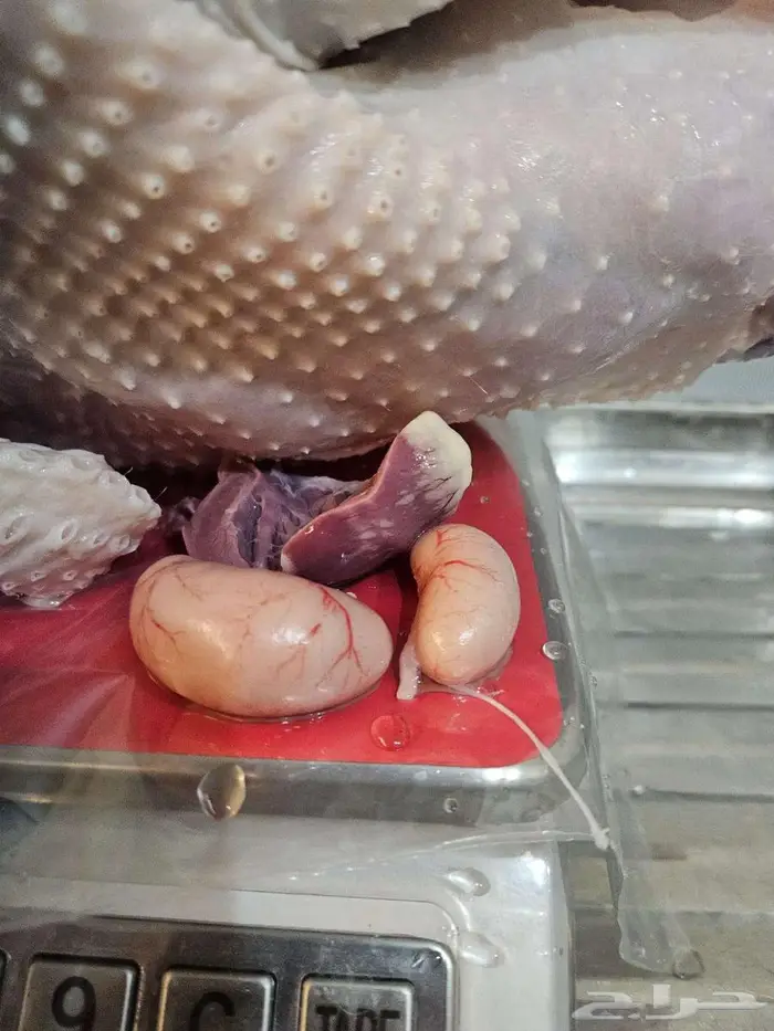 ذبح عند الطلب 2