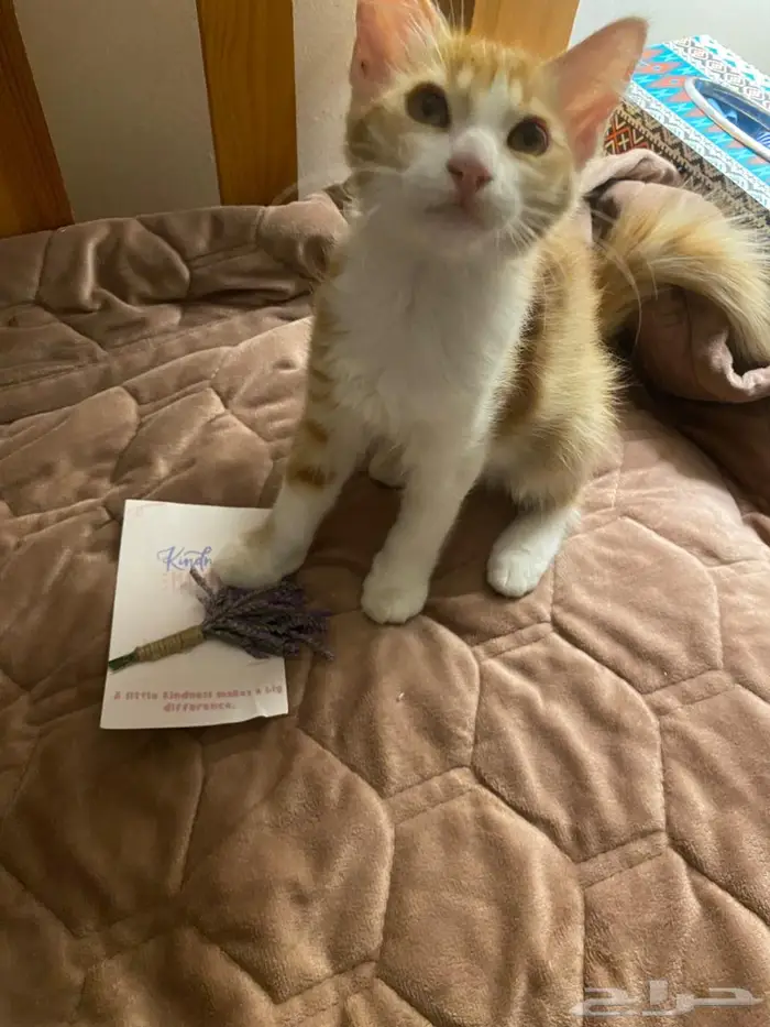 قطة انثى للتبني 0