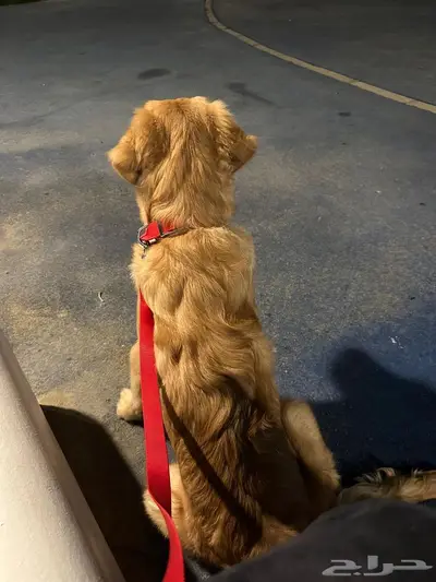 كلب. جولدن مستورد نوع نادر جدا 5 شهور index