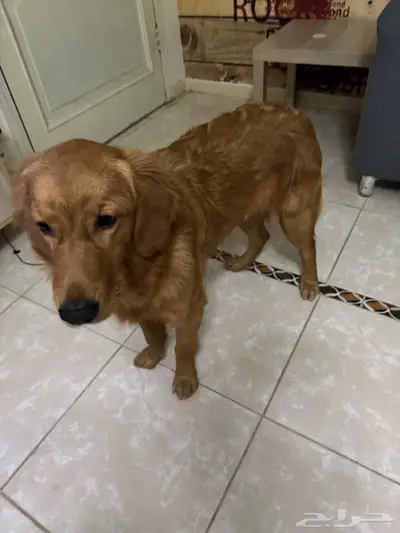 كلب. جولدن مستورد نوع نادر جدا 5 شهور index