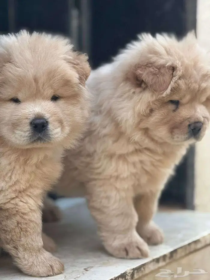 كلب تشاو تشاو اصلي كلب الملوك 5