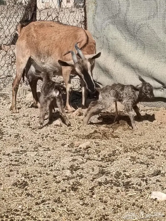 معزا مطوره مهجنه لون الصيد هجين وعل 10