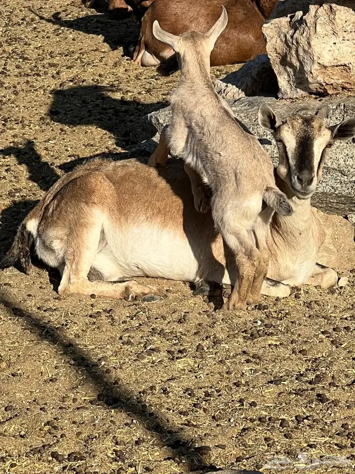 معزا مطوره مهجنه لون الصيد هجين وعل 17