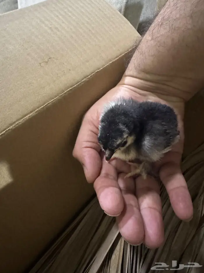 صوص براهما جامبو 2