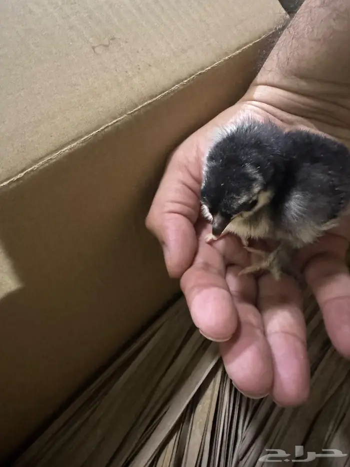 صوص براهما جامبو 4