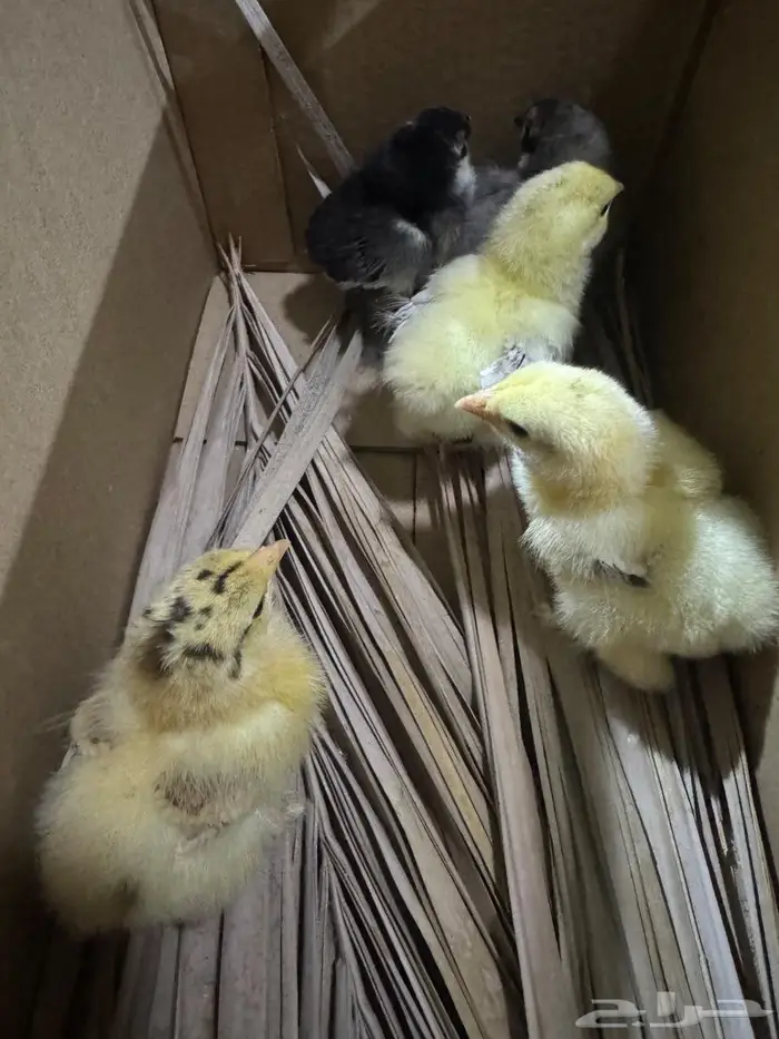 صوص براهما جامبو 5