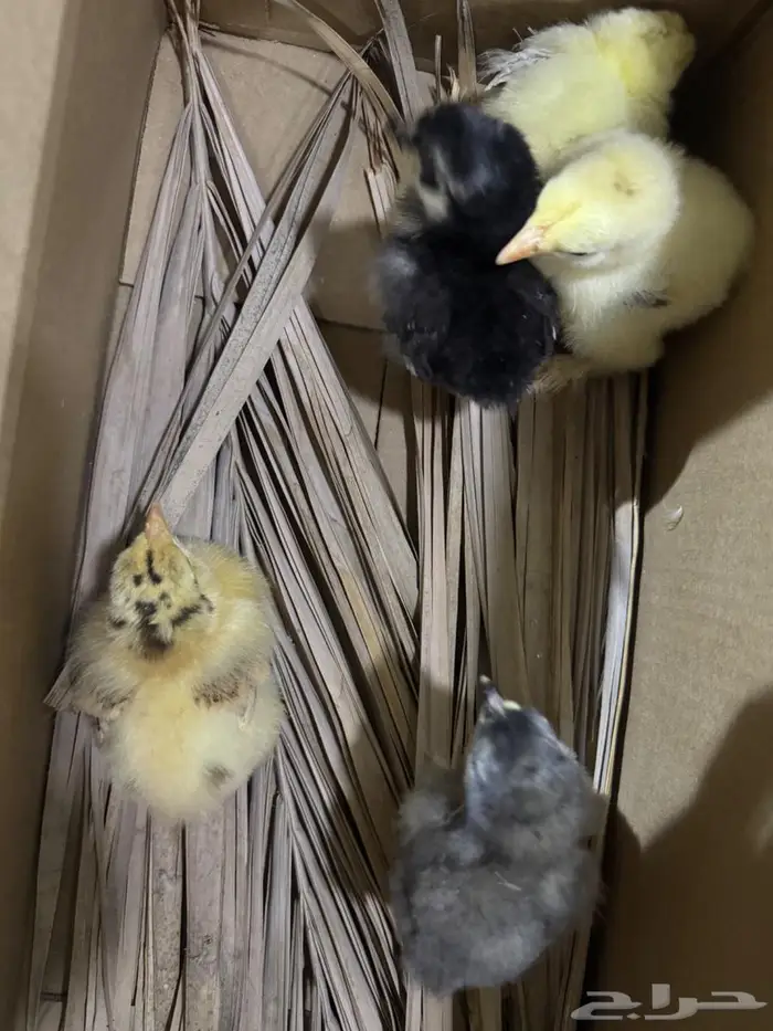 صوص براهما جامبو 6