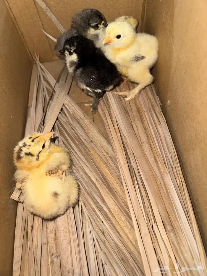 صوص براهما جامبو 3