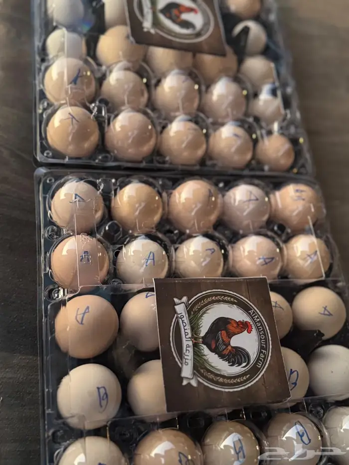 بيض مشكل سلالات عالمية مختلفة 2