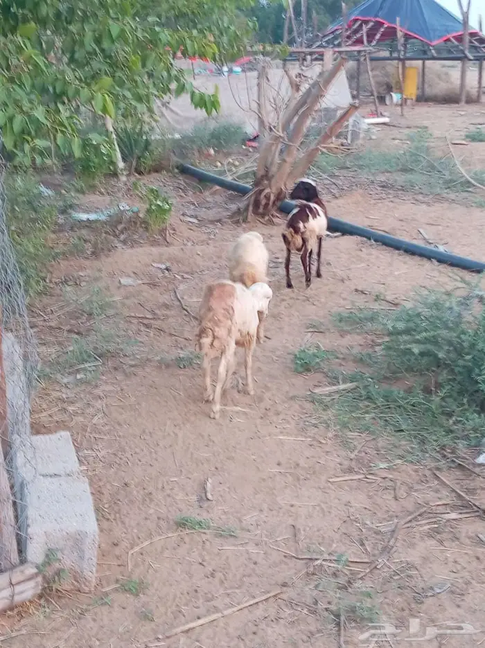فران ورخل 1