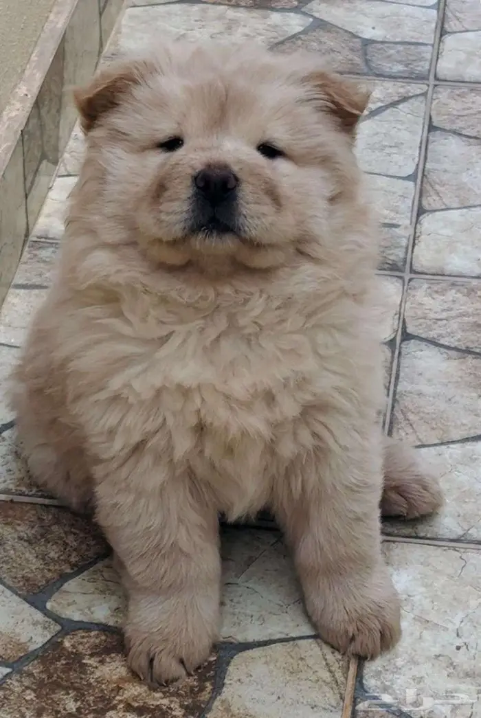 كلب تشاو تشاو اصلي كلب الملوك 7