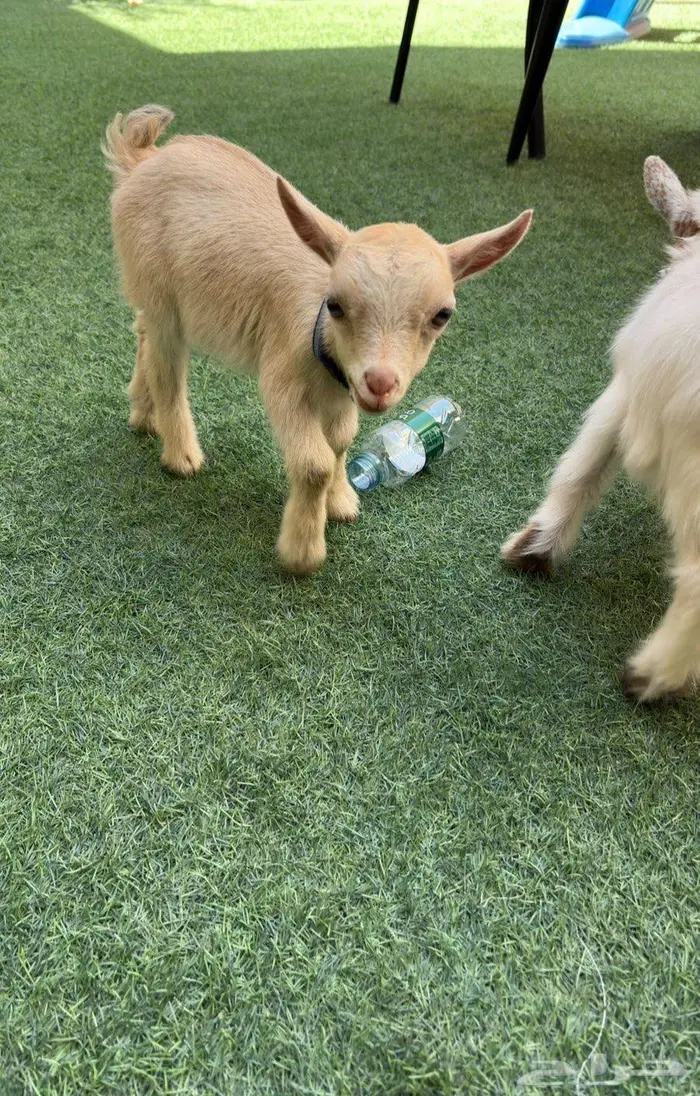 ماعز قزم للبيع 0