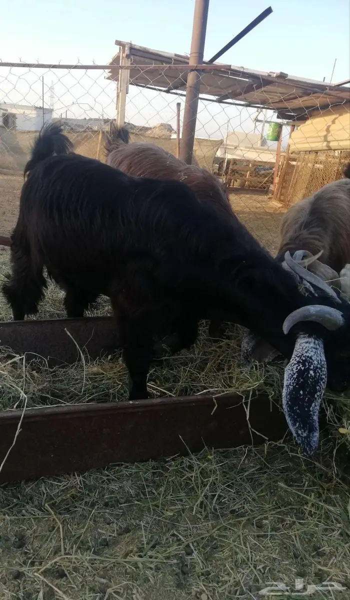 تيس مخصي للبيع 0