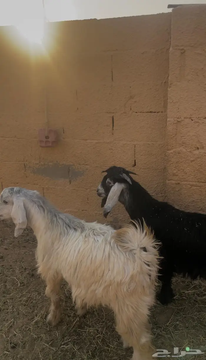 للبيع تيوس بلدي فل شحم تربية مزارع ماشاء الله تبارك الله 3