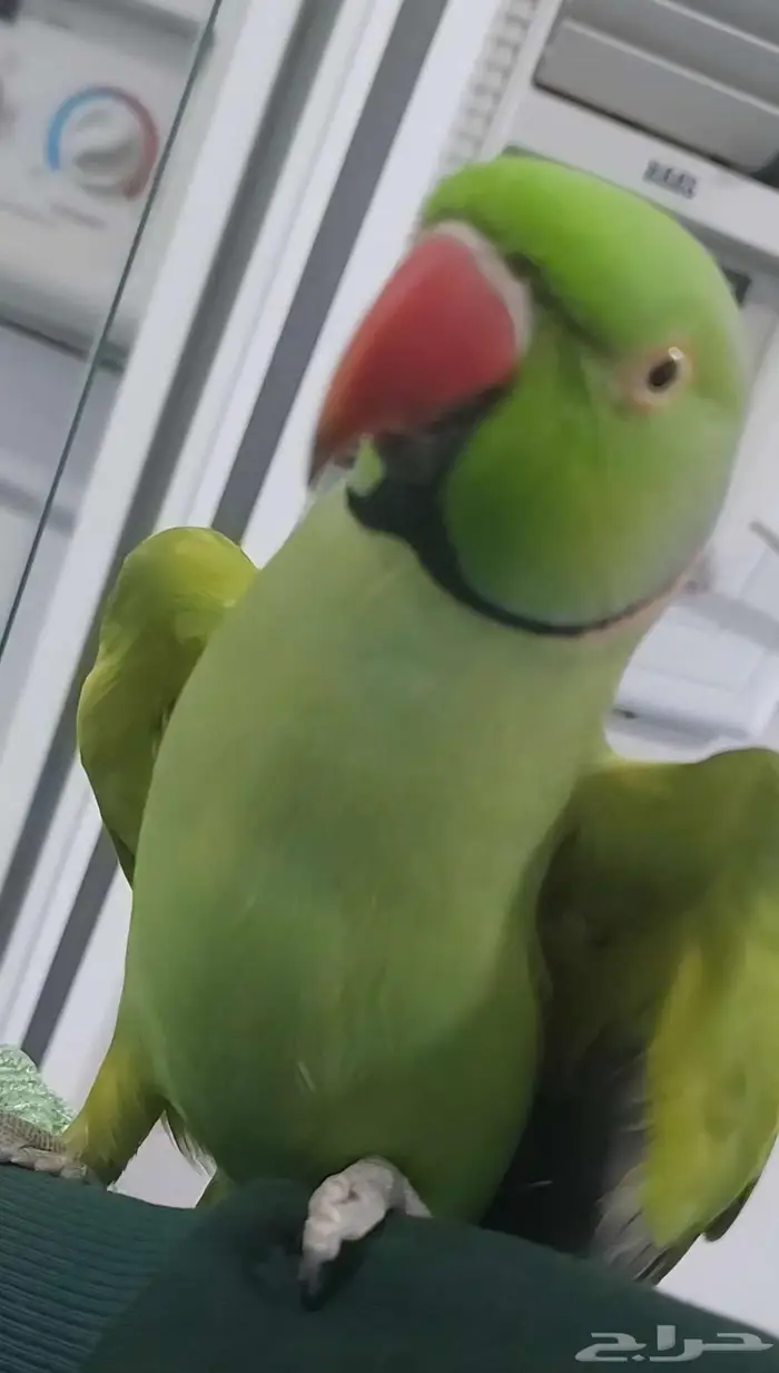 ببغاء الذره 0