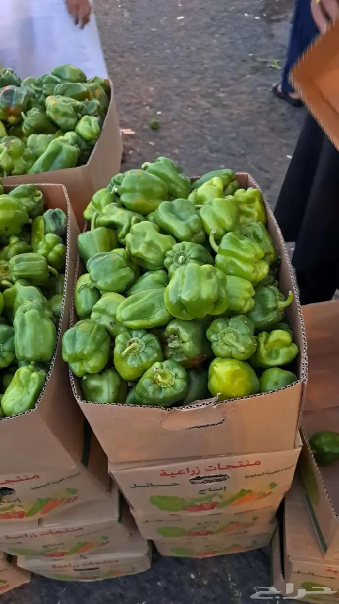 مندوب وموزع خضار 7