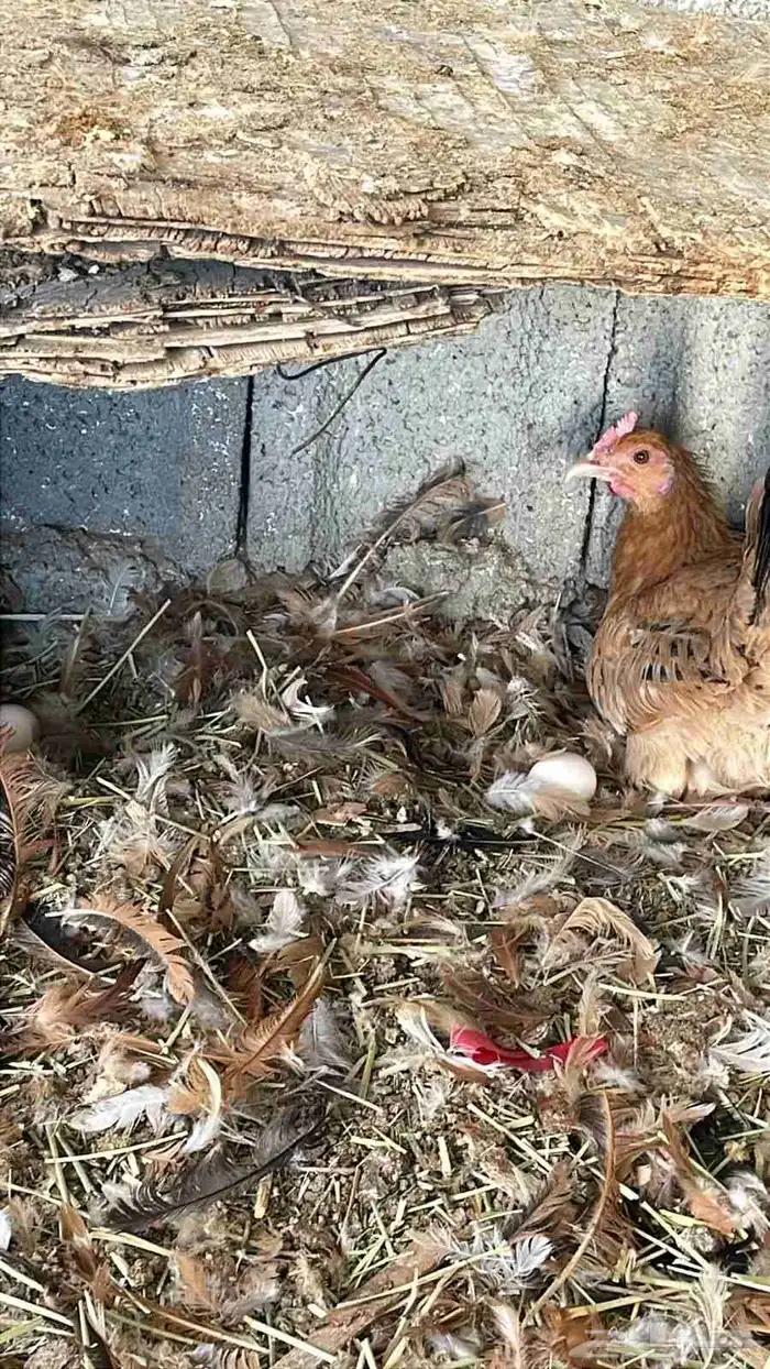 للبيع دجاج بياض 4