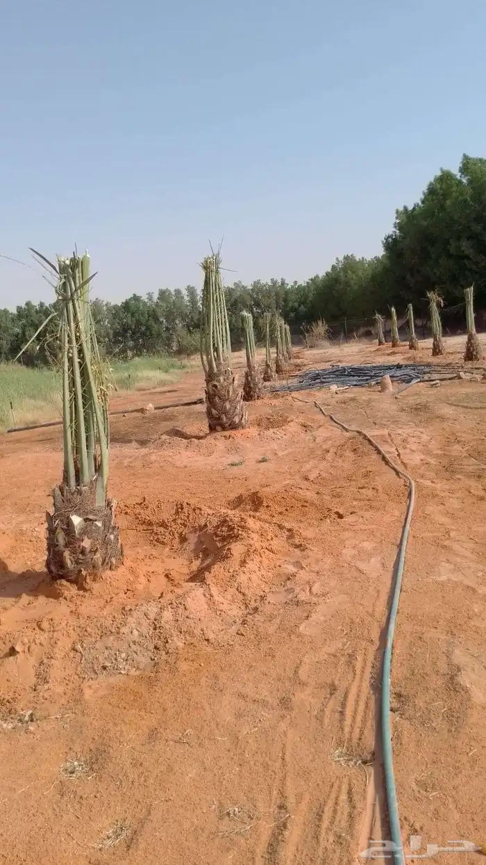 يوجد لدينا جميع انواع النخيل المثمره وجميع المقاسات المختلفة 2