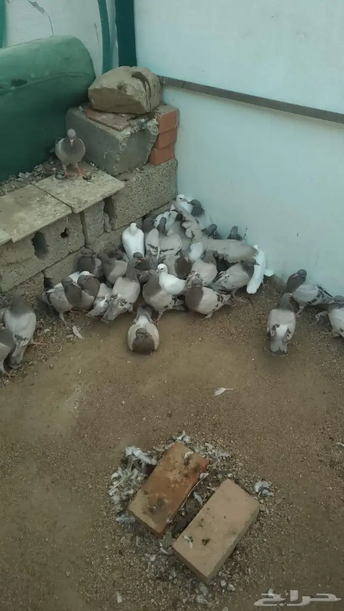 زغالين حمام فرنسي سوبر جامبو لاحم شحم 1