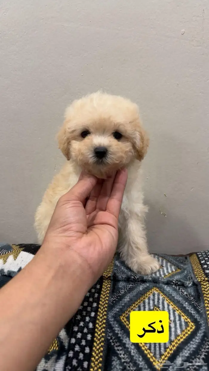 ميني توي بودل 0