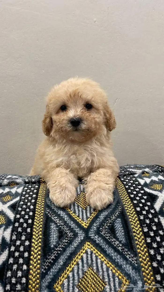 ميني توي بودل 1