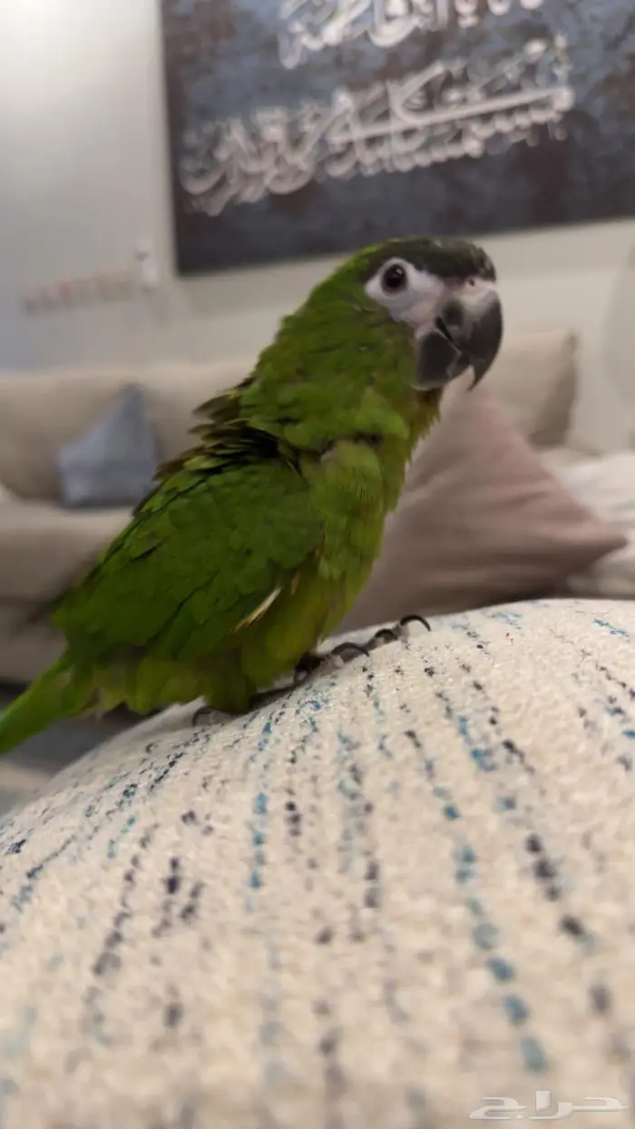 ميني مكاو اليف 0