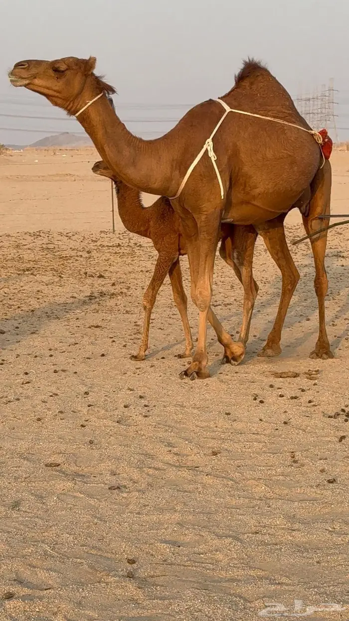 خلفه مصغر رباع تحلب سطل ماشاءلله 6
