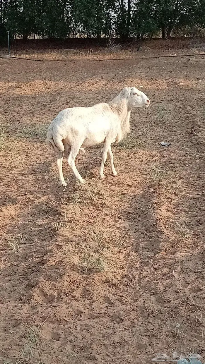 فحل ضان بلدي 0