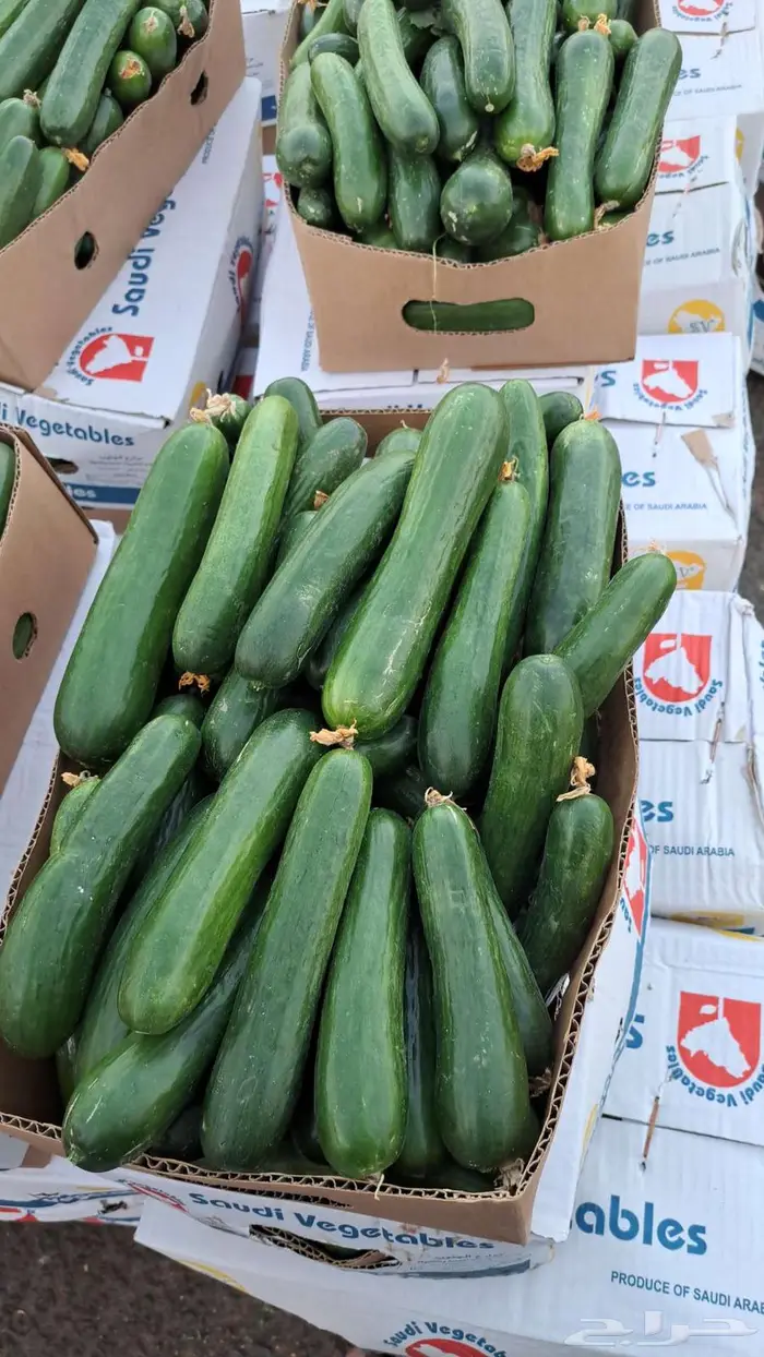 مندوب وموزع خضار 2