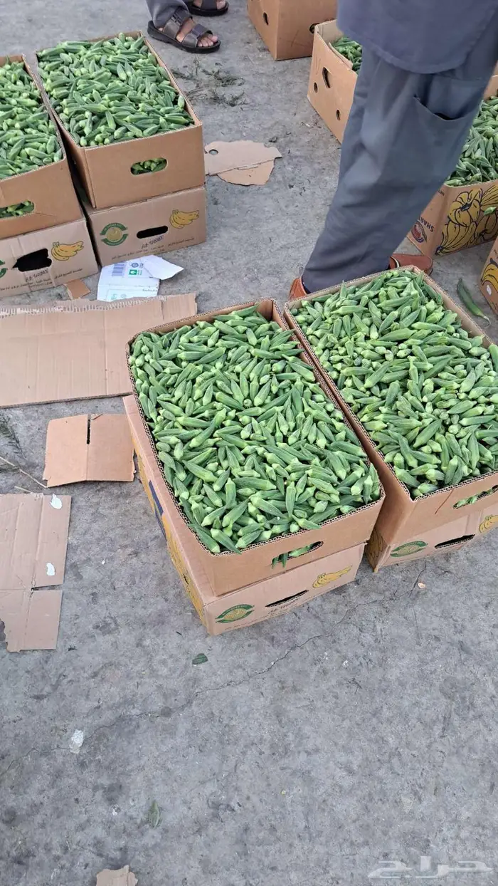 مندوب وموزع خضار 4