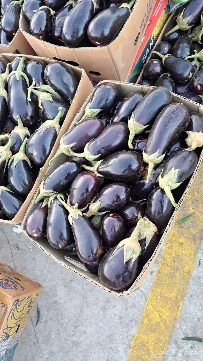 مندوب وموزع خضار 6