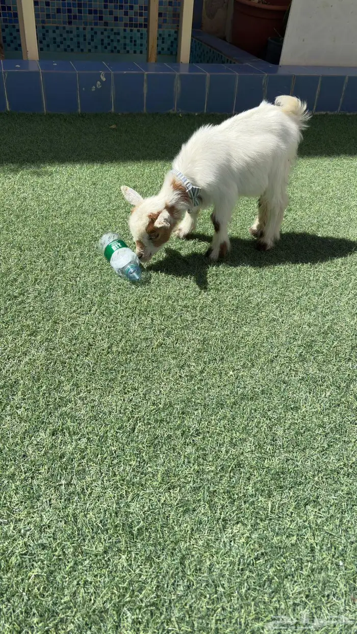 ماعز قزم للبيع 1