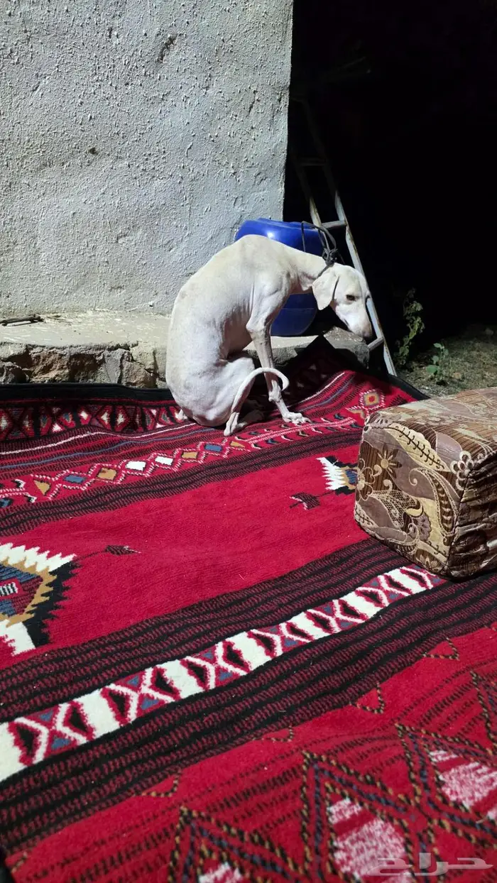 سلقه للبيع بيضاء 2