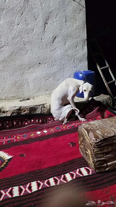 سلقه للبيع بيضاء index