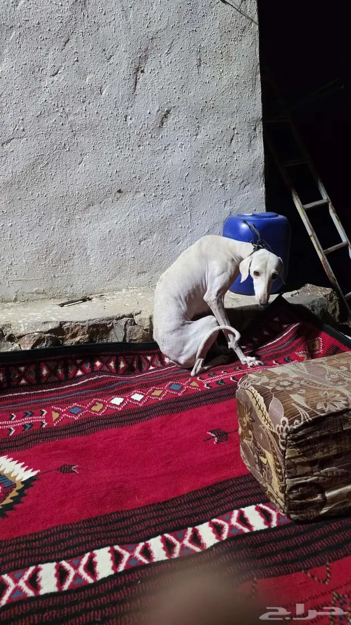 سلقه للبيع بيضاء 1