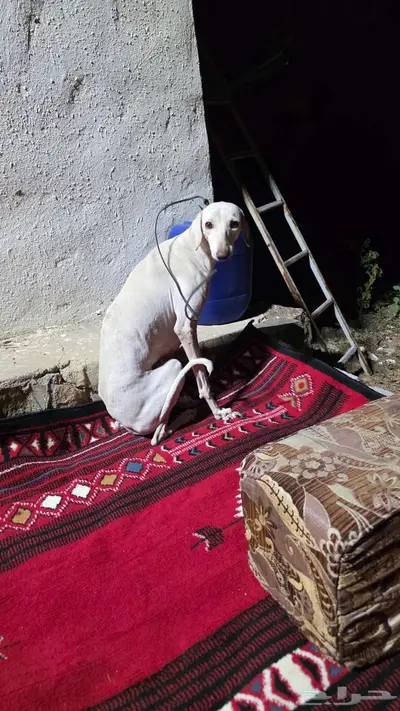 سلقه للبيع بيضاء index