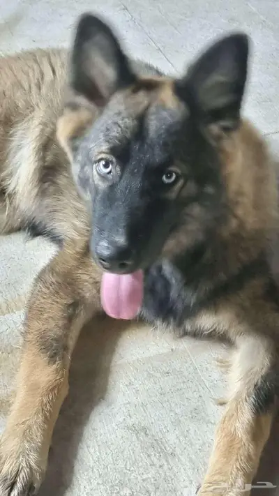 كلب جرمن اصيل للبيع index