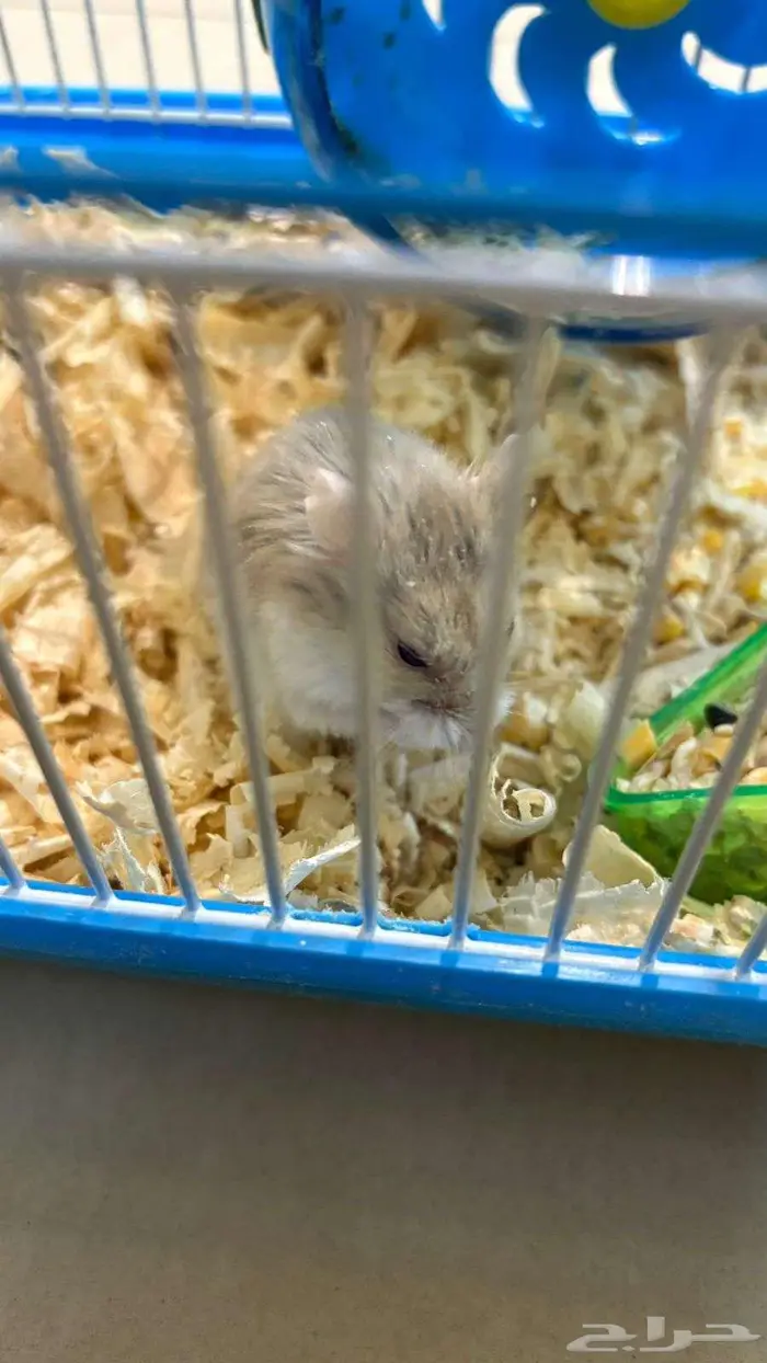 همستر روسي  انثى  للبيع 2